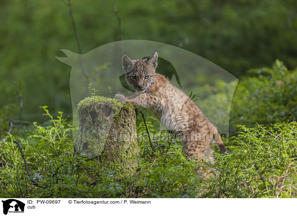 Luchswelpe / cub / PW-09697