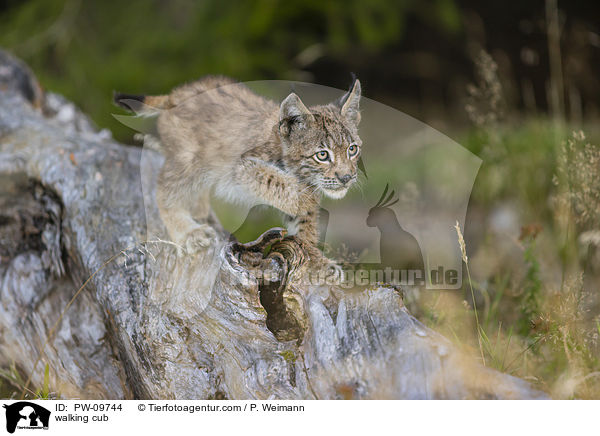 laufender Luchswelpe / walking cub / PW-09744