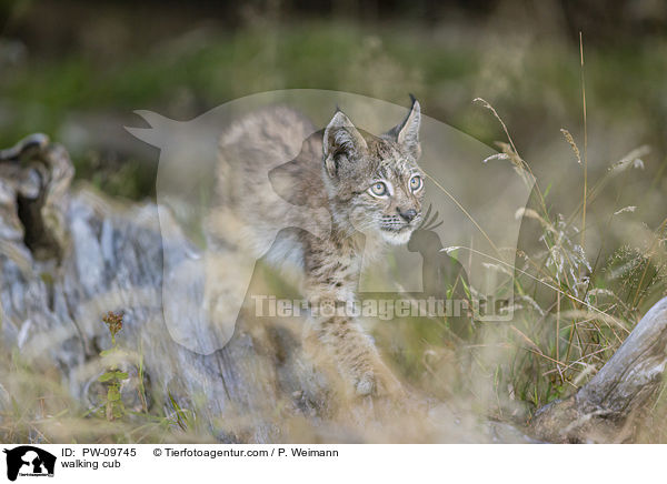laufender Luchswelpe / walking cub / PW-09745