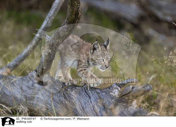 laufender Luchswelpe / walking cub / PW-09747
