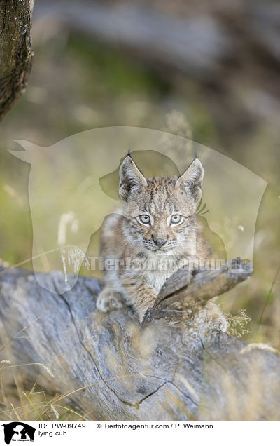 liegender Luchswelpe / lying cub / PW-09749