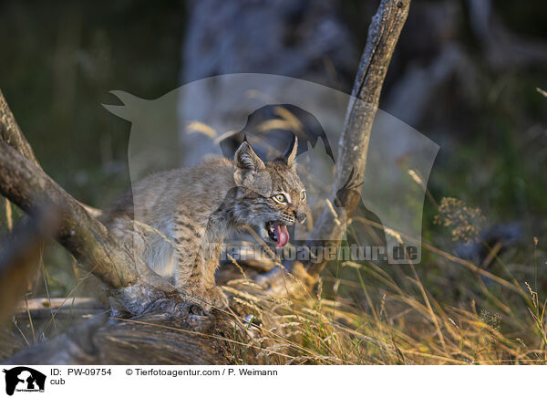 Luchswelpe / cub / PW-09754