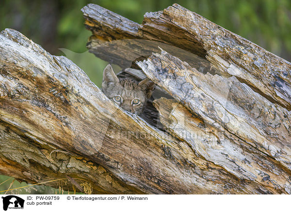 Luchswelpe Portrait / cub portrait / PW-09759