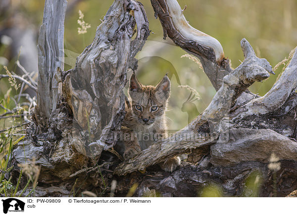 Luchswelpe / cub / PW-09809