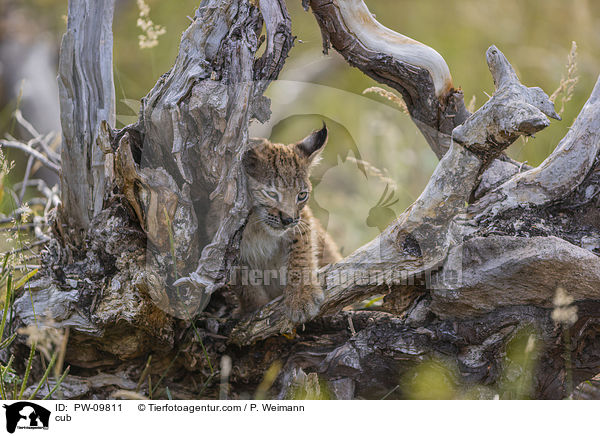 Luchswelpe / cub / PW-09811