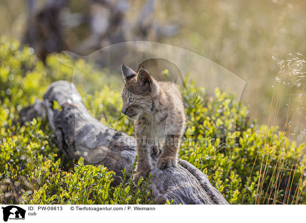 Luchswelpe / cub / PW-09813