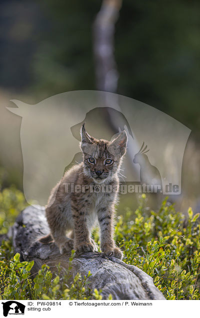 sitzender Luchswelpe / sitting cub / PW-09814