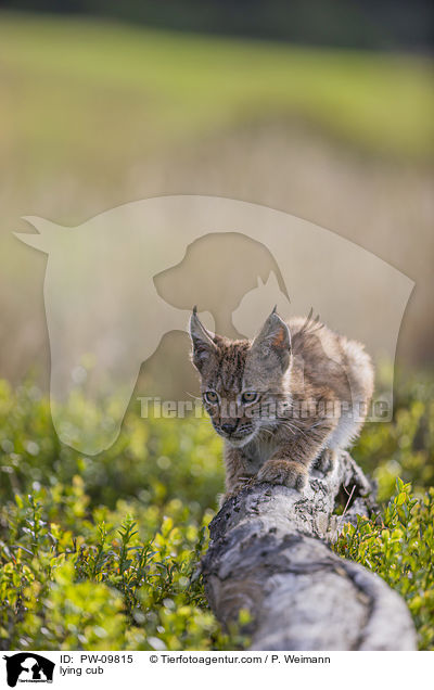 liegender Luchswelpe / lying cub / PW-09815