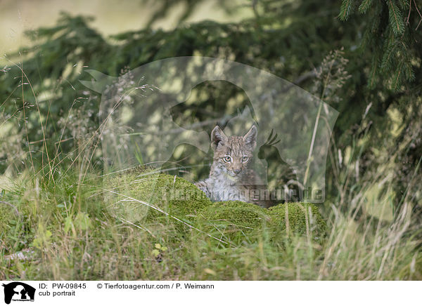 Luchswelpe Portrait / cub portrait / PW-09845