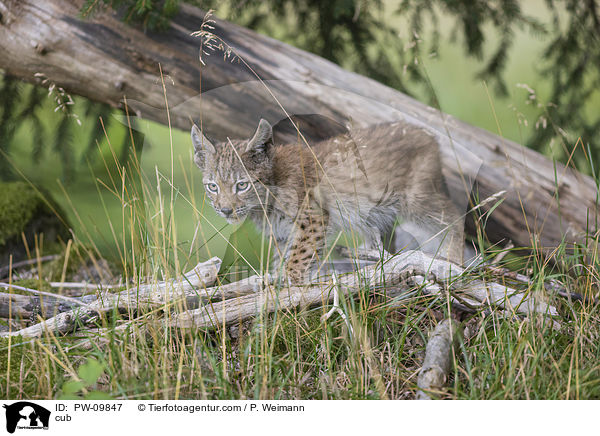 Luchswelpe / cub / PW-09847