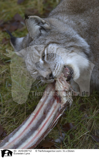 Eurasischer Luchs / Eurasian Lynx / AVD-06712