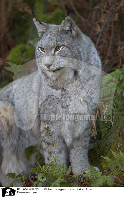 Eurasischer Luchs / Eurasian Lynx / AVD-06720