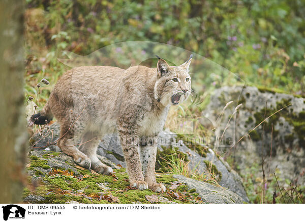 Eurasischer Luchs / Eurasian Lynx / DMS-09555