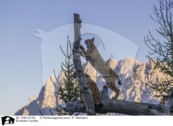 Eurasische Luchse / Eurasian Lynxes / PW-14152