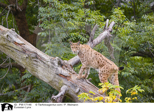 Eurasischer Luchs / Eurasian Lynx / PW-17146
