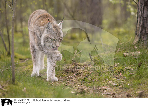 Eurasischer Luchs / Eurasian Lynx / JM-20178