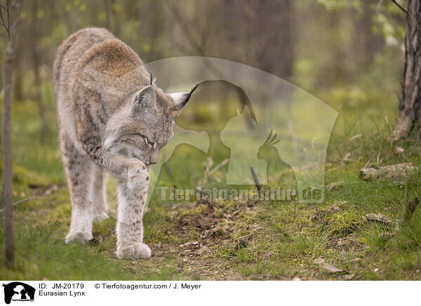 Eurasischer Luchs / Eurasian Lynx / JM-20179