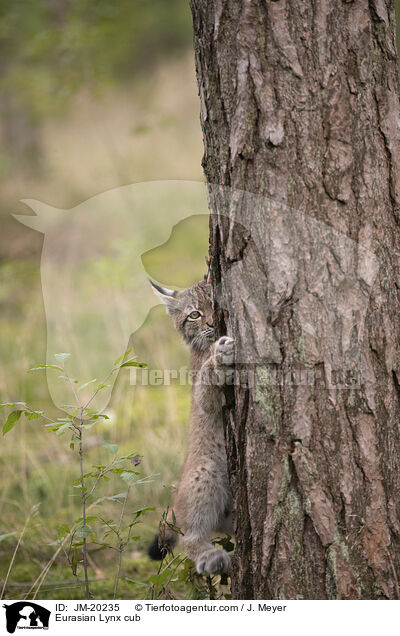 Eurasischer Luchswelpe / Eurasian Lynx cub / JM-20235