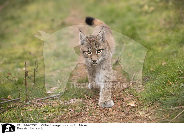 Eurasischer Luchswelpe / Eurasian Lynx cub / JM-20237