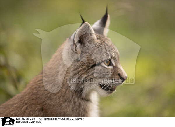 Eurasischer Luchswelpe / Eurasian Lynx cub / JM-20238