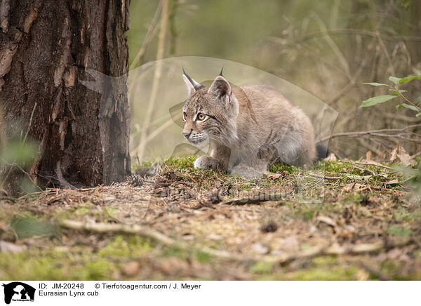 Eurasischer Luchswelpe / Eurasian Lynx cub / JM-20248