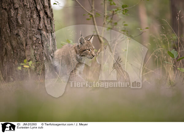 Eurasischer Luchswelpe / Eurasian Lynx cub / JM-20260