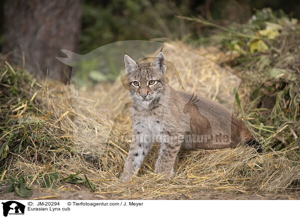 Eurasischer Luchswelpe / Eurasian Lynx cub / JM-20294