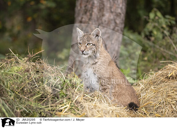 Eurasischer Luchswelpe / Eurasian Lynx cub / JM-20295