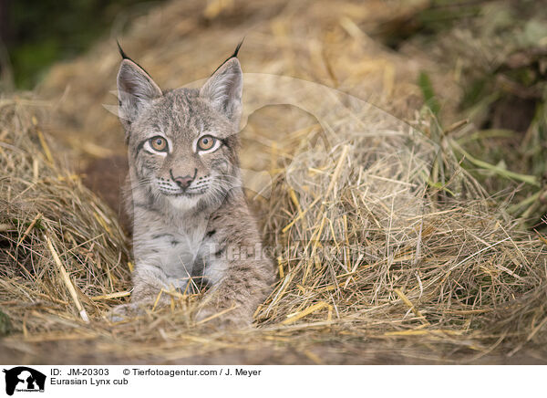 Eurasischer Luchswelpe / Eurasian Lynx cub / JM-20303