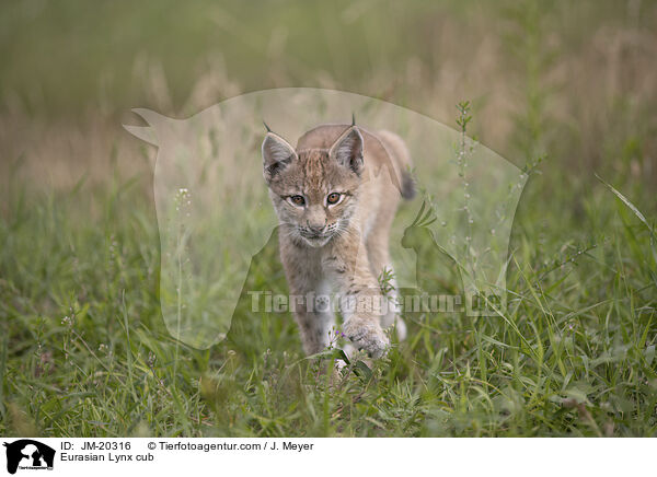 Eurasischer Luchswelpe / Eurasian Lynx cub / JM-20316