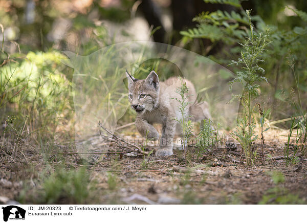 Eurasischer Luchswelpe / Eurasian Lynx cub / JM-20323