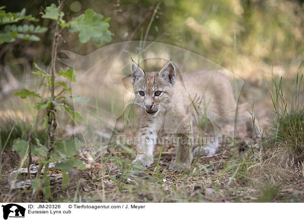 Eurasischer Luchswelpe / Eurasian Lynx cub / JM-20326