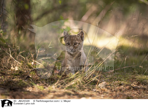 Eurasischer Luchswelpe / Eurasian Lynx cub / JM-20329