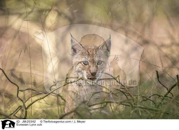 Eurasischer Luchswelpe / Eurasian Lynx cub / JM-20342