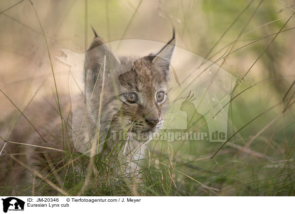 Eurasischer Luchswelpe / Eurasian Lynx cub / JM-20346