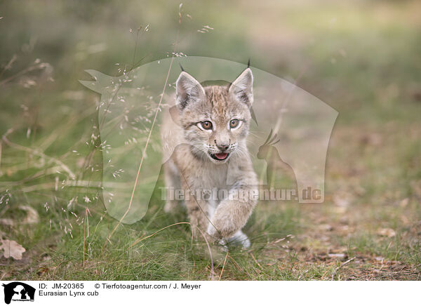 Eurasischer Luchswelpe / Eurasian Lynx cub / JM-20365