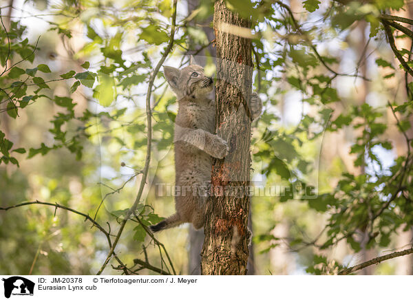 Eurasischer Luchswelpe / Eurasian Lynx cub / JM-20378