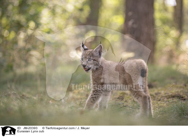 Eurasischer Luchswelpe / Eurasian Lynx cub / JM-20393