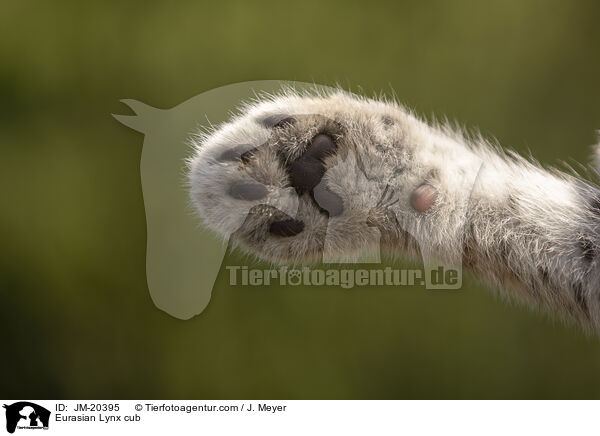 Eurasischer Luchswelpe / Eurasian Lynx cub / JM-20395
