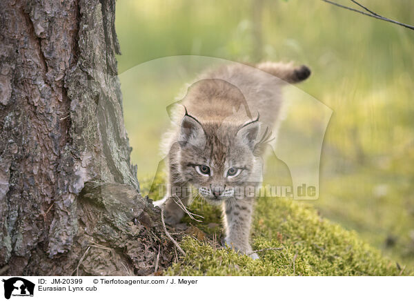 Eurasischer Luchswelpe / Eurasian Lynx cub / JM-20399