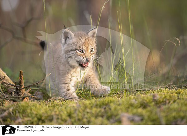Eurasischer Luchswelpe / Eurasian Lynx cub / JM-20468