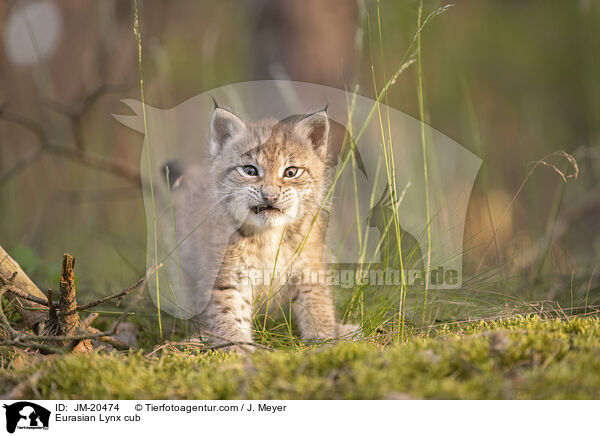 Eurasischer Luchswelpe / Eurasian Lynx cub / JM-20474