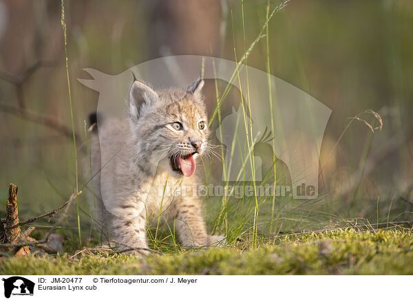 Eurasischer Luchswelpe / Eurasian Lynx cub / JM-20477