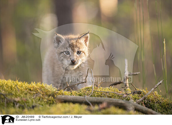Eurasischer Luchswelpe / Eurasian Lynx cub / JM-20489