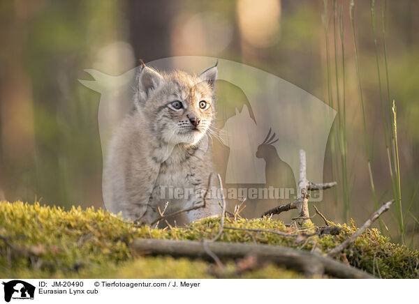 Eurasischer Luchswelpe / Eurasian Lynx cub / JM-20490