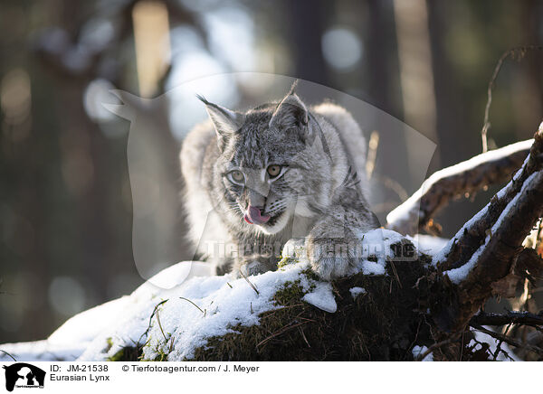 Eurasischer Luchs / Eurasian Lynx / JM-21538