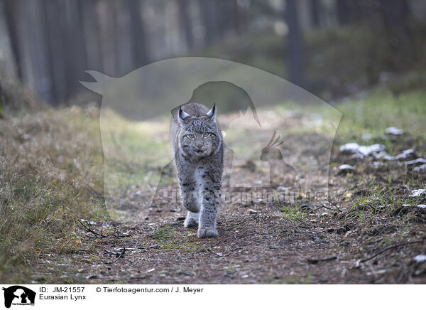 Eurasischer Luchs / Eurasian Lynx / JM-21557