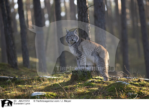 Eurasischer Luchs / Eurasian Lynx / JM-21572