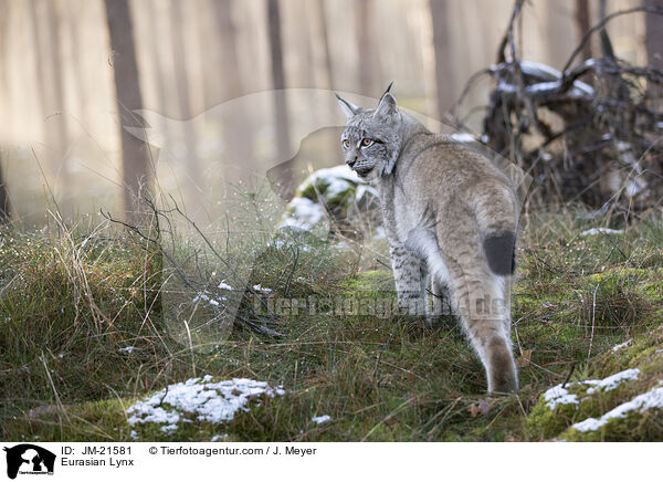 Eurasischer Luchs / Eurasian Lynx / JM-21581