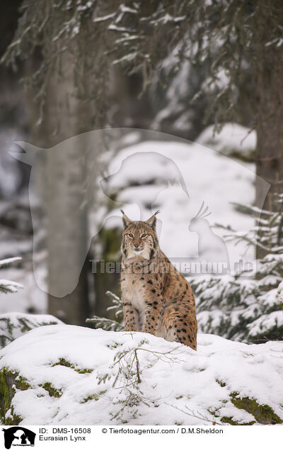 Eurasischer Luchs / Eurasian Lynx / DMS-16508